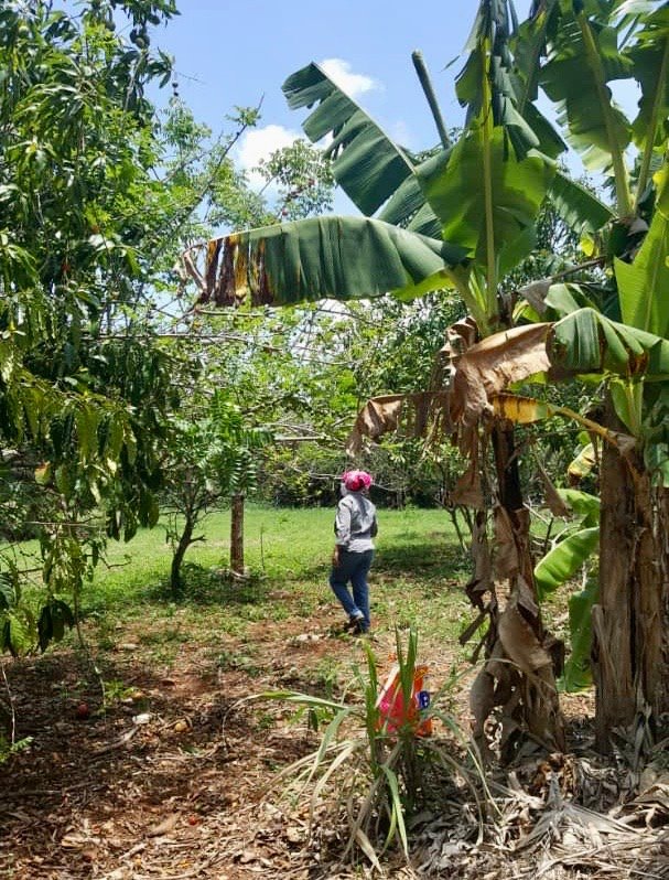 récolte fruits petits coeurs de Cuba Centre Miséricorde divine El Chico4