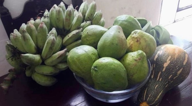 CUEILLETTE ET DONATION DE NOTRE EXPLOITATION A L’ARCHEVÊCHÉ DE LA HAVANE