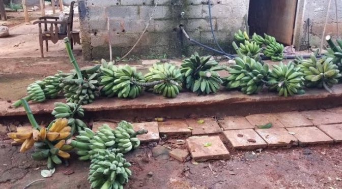 DON DE NOS BANANES A UNE DES COMMUNAUTES DU CARDINAL DE CUBA