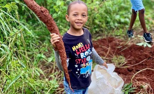 CENTRE MISERICORDE DIVINE CUBA : NOTRE FABULEUSE RECOLTE DE YUCCA